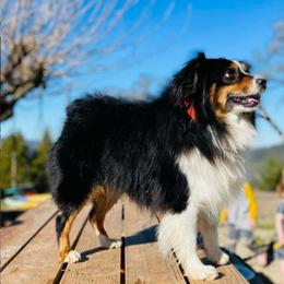Skiff - Miniature Australian Shepherd