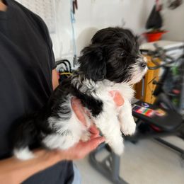 Havanese Puppies from Havanese Puppies of the Northshore