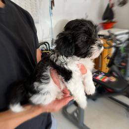 Havanese Puppies from Havanese Puppies of the Northshore