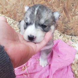 Candy - Gray and white female Siberian Husky puppy in Mccool Junction, Nebraska from Sininger Lagoon