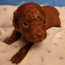 Mini Blue - Red  male Goldendoodle puppy in Los Molinos Ca, California from Sunshine Sanctuary Doodles