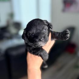 Olive - Black & white female Maltipoo puppy in West Jordan, Utah from Gem Puppies of Utah