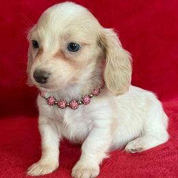 Duchess - Cream female Dachshund puppy in Lincoln, Arkansas from Red Dirt Dachshunds