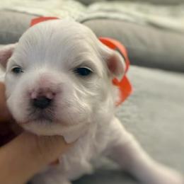 Maltese and Maltipoos from Richter Family Puppies