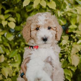 Jam - Fawn and white male Sheepadoodle puppy in Patterson, California from Dooling Doodles