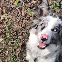 Border Collies from Sessums Farm