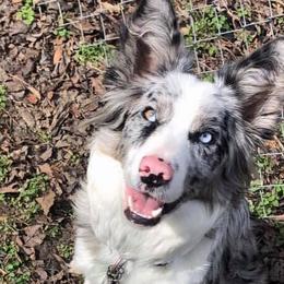 Border Collies from Sessums Farm