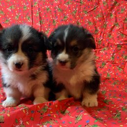 Pembroke Welsh Corgi Puppies from Buckeye Corgi