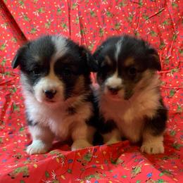 Pembroke Welsh Corgi Puppies from Buckeye Corgi