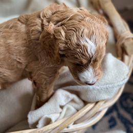Goldendoodle Puppies from Woodstock Doodles, LLC