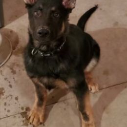 German Shepherd Puppies from Carlson Hill Farm