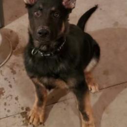 German Shepherd Puppies from Carlson Hill Farm