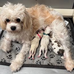 Cavapoochon puppies from Windy Hill Doodles