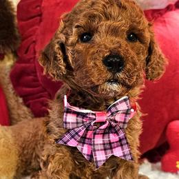 Juliet - Red female Cavapoo puppy in Marshfield, Missouri from Puppyloversplace
