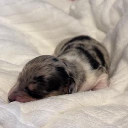 Cherry - Dapple female Dachshund puppy in Dothan, Alabama from Little House Pups