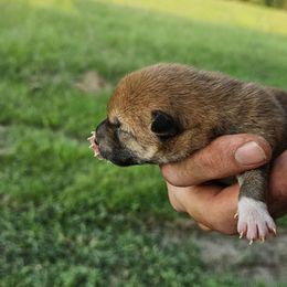 Girl3 - Red female Shiba Inu puppy in Leesville, Louisiana from Fountains Courageous