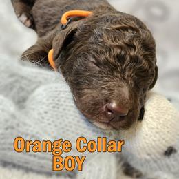 Orange Collar - Brown male Double Doodle puppy in Jeddo, Michigan from Bert's Doodles