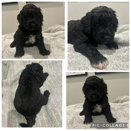 Black Abstract Boy - Black male Goldendoodle puppy in Lancaster, South Carolina from Silver Hill Farm SC
