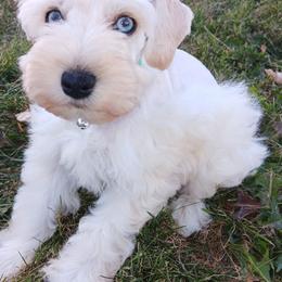 Mr Cosmo - Wheaten male Miniature Schnauzer puppy in Shoshone, Idaho from Debra Kruse's Miniature Schnauzers