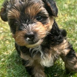 Yorkshire Terriers from Luxuryminiyorkiesllc