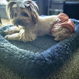 Amelia - Gold female Yorkshire Terrier puppy in Winder, Georgia from Empire Yorkies