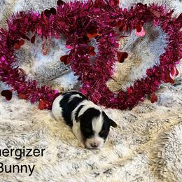 Energizer Bunny - Blue tan and white male Biewer Terrier puppy in Chester, South Carolina from Classic Biewers