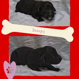 Goldendoodle Puppies from Daniel’s Doodles