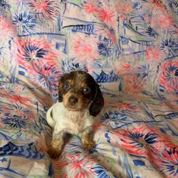 Angelica - Piebald female Dachshund puppy in Lake City, Florida from My Ditzy Doxies of Florida