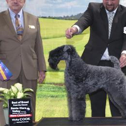 Millie - Kerry Blue Terrier