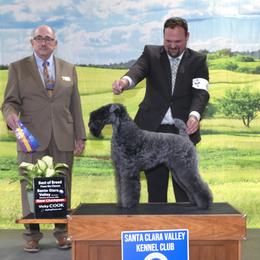 Millie - Kerry Blue Terrier