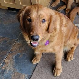 Kimber - Golden Retriever