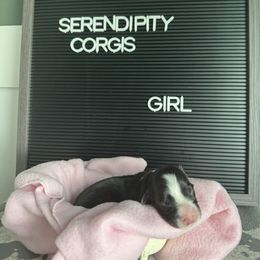 Izzie Stevens - Black and white female Cardigan Welsh Corgi puppy in Westminster, Maryland from Serendipity Corgi's