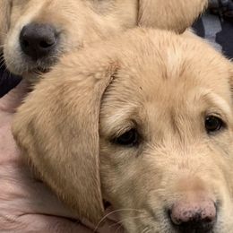 Labrador Retrievers from Fox Red Labs
