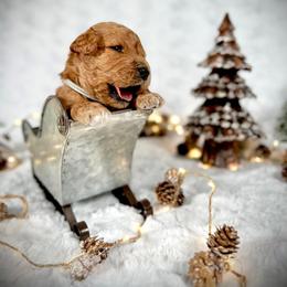 Goldendoodle Puppies from Jeremy Dafoe