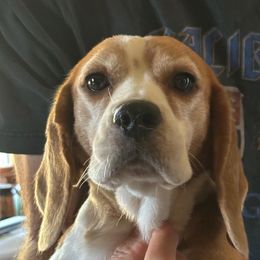 Melanie - Beagle