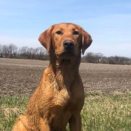 Labrador Retrievers from Farm Creek Retrievers