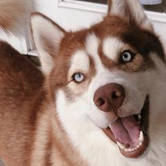 Siberian Huskies from H & M Huskies