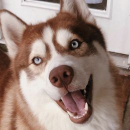 Siberian Huskies from H & M Huskies