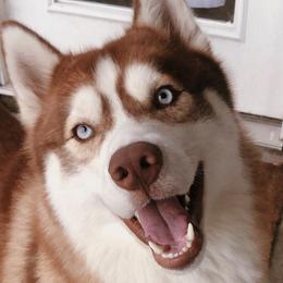 Siberian Huskies from H & M Huskies