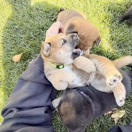 Shiba Inu Puppies from Anko Shibas