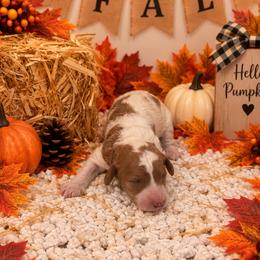 Purple girl - Parti female Goldendoodle puppy in Waskom, Texas from Pearls & Curls doodles & poodles