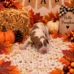 Purple girl - Parti female Goldendoodle puppy in Waskom, Texas from Pearls & Curls doodles & poodles