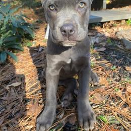 Cane Corso Puppies from Brandy’s Corso’s