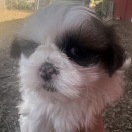 Lovey - Sable and white female Shih Tzu puppy in Kelseyville, California from Cobb Mountain Shih Tzus, Paragon Pomeranians