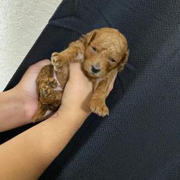 Poodle Puppies from poodle 4life Breeders