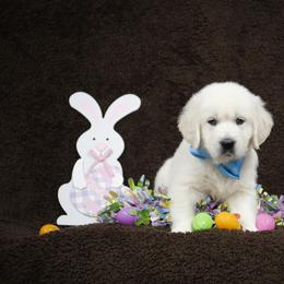 Golden Retriever Puppies from K & M Golden Retrievers