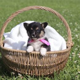 Girl 1 pink ribbon - Black and tan female Pembroke Welsh Corgi puppy in Ville Platte, Louisiana from Flat town corgis