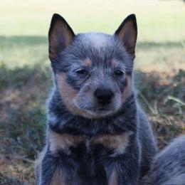 Nova - Blue speckled female Australian Cattle Dog puppy in Danville, Arkansas from 4 Hills Cattle Dogs