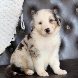 Allie- Has Tail and Videos - Blue merle female Australian Shepherd puppy in Troy, South Carolina from Lana Corley- Australian Shepherds of 3/W Farms