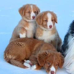 Border Collies and Nova Scotia Duck Tolling Retrievers from Avatar